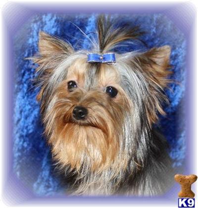 Yorkshire Terrier Puppies for Sale