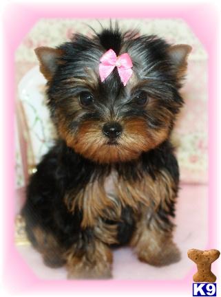 Yorkshire Terrier Puppies for Sale