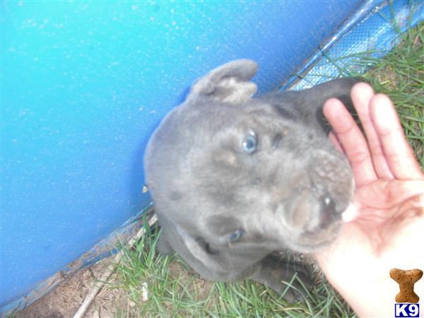 Puppies in Newark