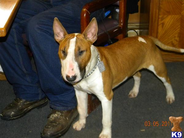 Stud Dogs - Bull Terrier