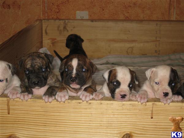 American Bulldog Puppies in TX