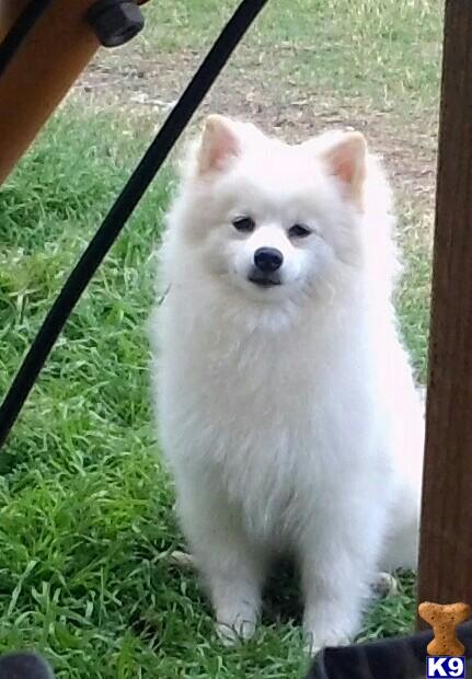 Stud Dogs - Pomeranian