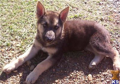 Puppies in AR
