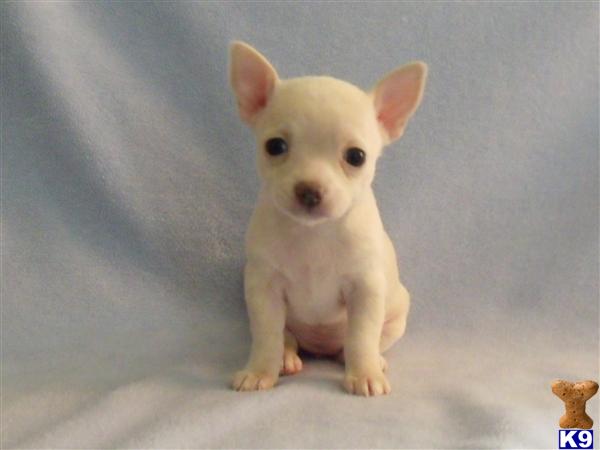Chihuahua Puppies