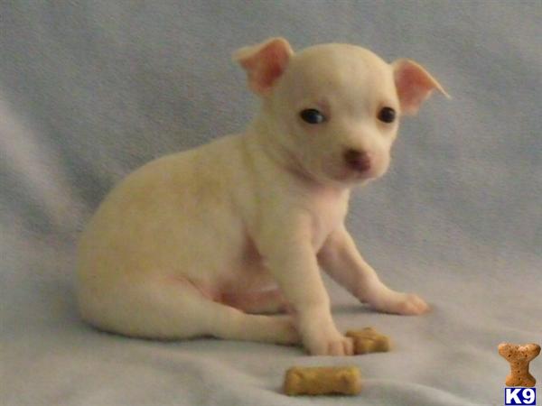 Chihuahua Puppies
