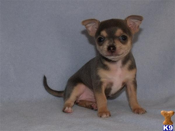 Chihuahua Puppies
