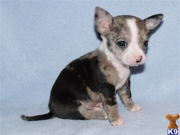 Chihuahua Puppies