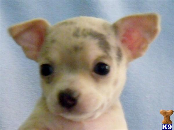 Chihuahua Puppies