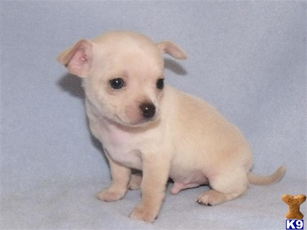Chihuahua Puppies