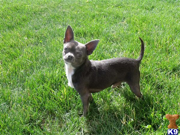 Stud Dogs - Chihuahua