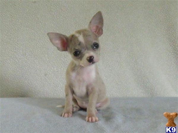 chihuahua puppies for sale in ohio document moved chihuahua puppies for sale in ohio document moved