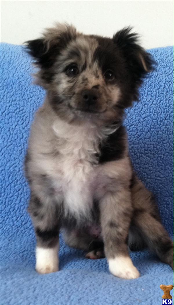 mini australian shepherd puppies ohio document moved mini australian shepherd puppies ohio document moved