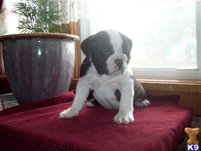 Puppies in Portage