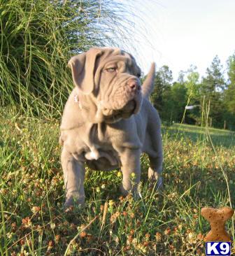 Puppies in Griffin