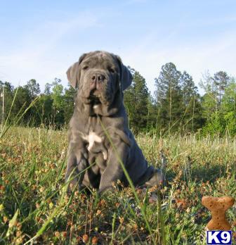 Puppies in Griffin