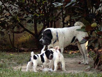 Stud Dogs in FL