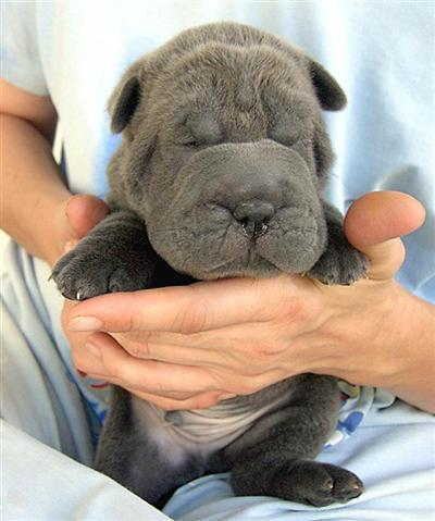 Chinese Shar-Pei Puppies in FL