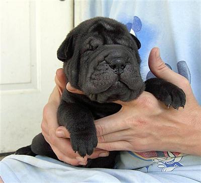 Chinese Shar-Pei Puppies in FL