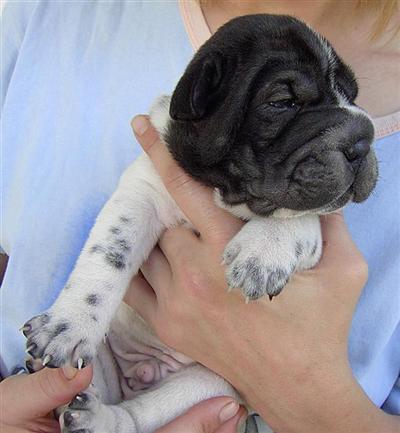 Chinese Shar-Pei Puppies in FL
