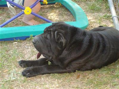 Dogs - Chinese Shar-Pei