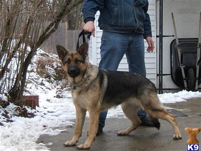 Dogs - German Shepherd