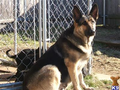 Dogs - German Shepherd