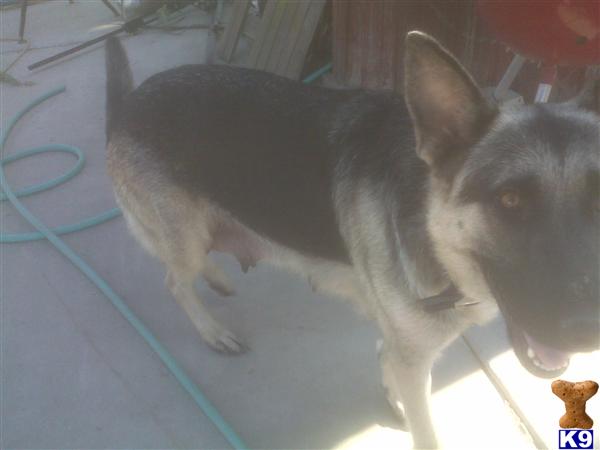 Puppies in Fresno