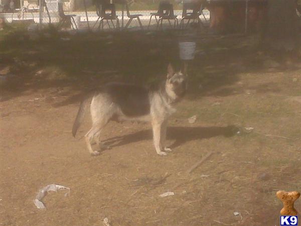 Puppies in Fresno