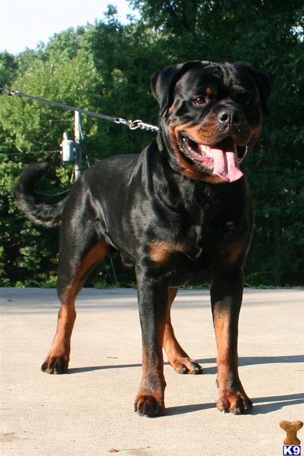 Stud Dogs - Rottweiler