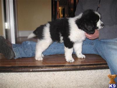 Newfoundland Puppies for Sale