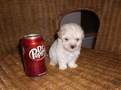 Puppies in Austin