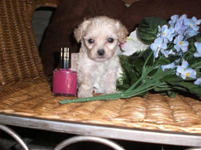 Puppies in Austin