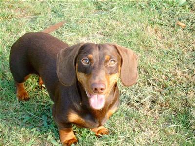 Stud Dogs - Dachshund