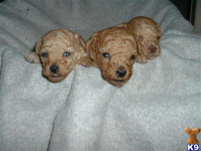 Poodle Puppies in FL