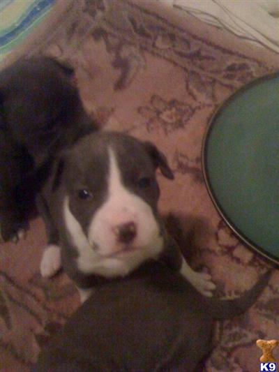 American Pit Bull Puppies in FL