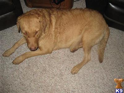 Chesapeake Bay Retriever Puppies for Sale