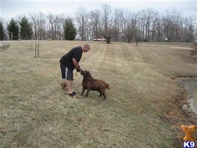 Stud Dogs in MO