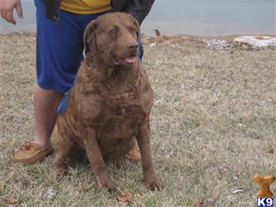 Stud Dogs - Chesapeake Bay Retriever