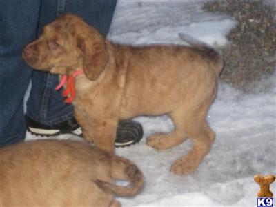 Chesapeake Bay Retriever Puppies for Sale