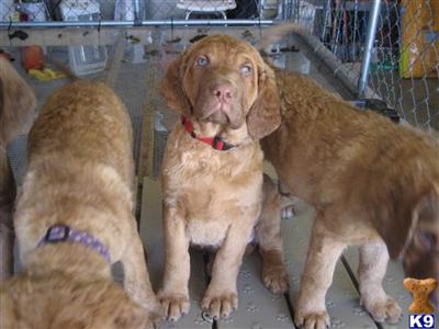 Chesapeake Bay Retriever Puppies for Sale
