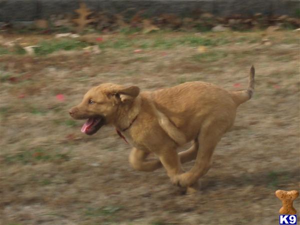 Chesapeake Bay Retriever Puppies