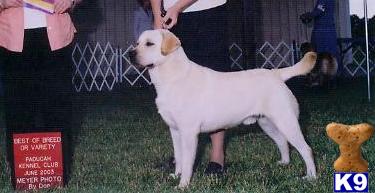 Stud Dogs in TN