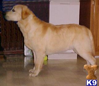 Stud Dogs - Labrador Retriever