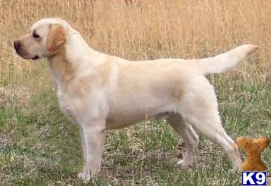 Stud Dogs - Labrador Retriever