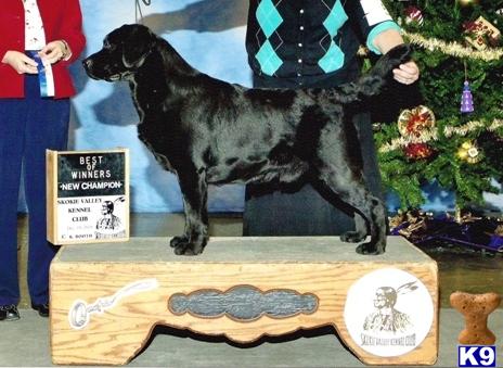 Stud Dogs - Labrador Retriever