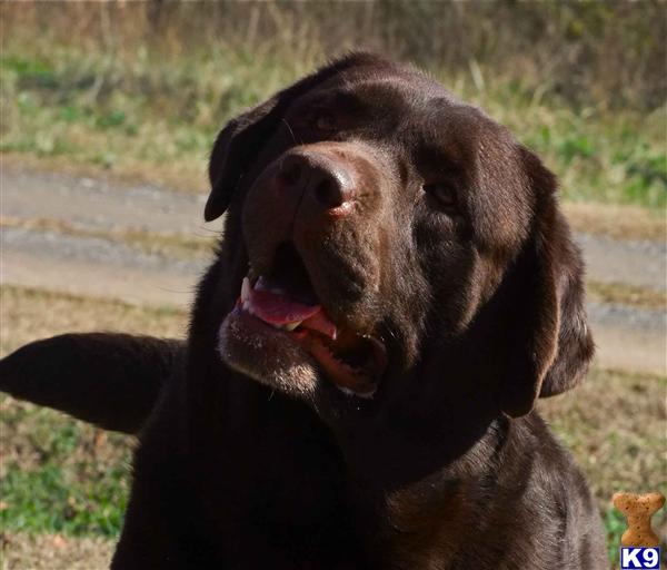 Stud Dogs - Labrador Retriever