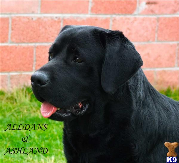 Stud Dogs - Labrador Retriever