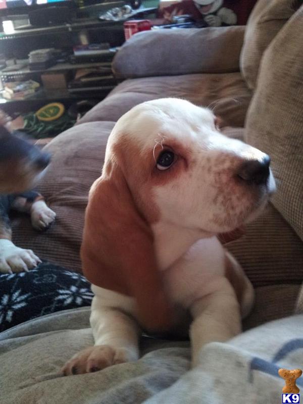 basset hound puppies for sale in ky document moved basset hound puppies for sale in ky document moved