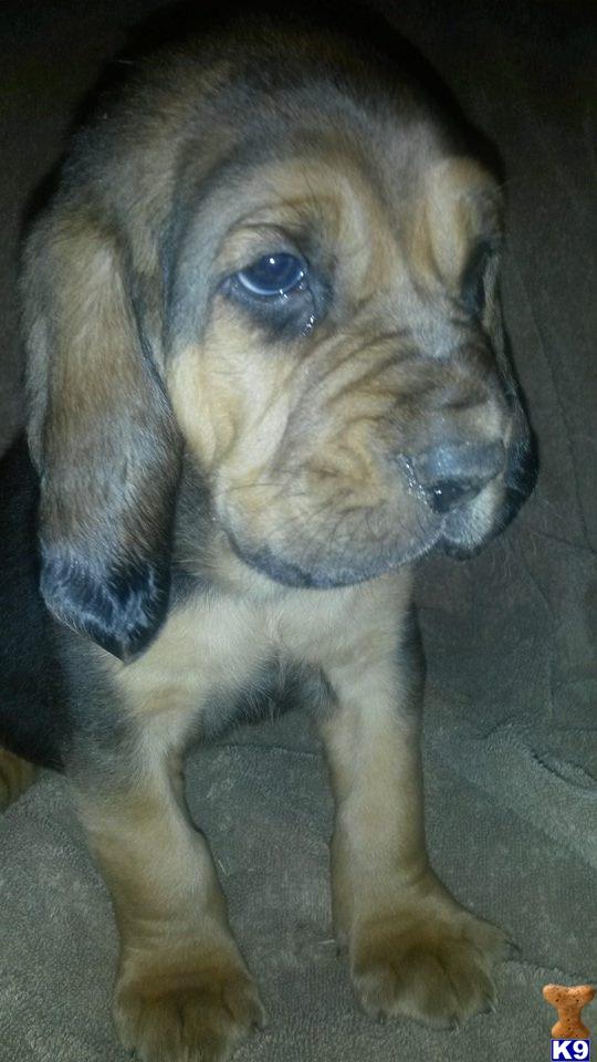 bloodhound puppies for sale in ga document moved bloodhound puppies for sale in ga document moved