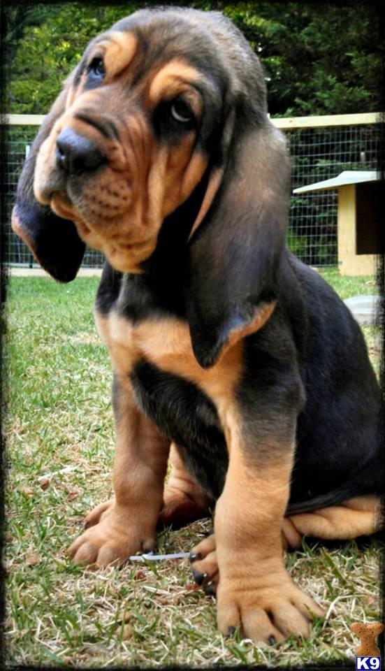 bloodhound puppies for sale in ga document moved bloodhound puppies for sale in ga document moved